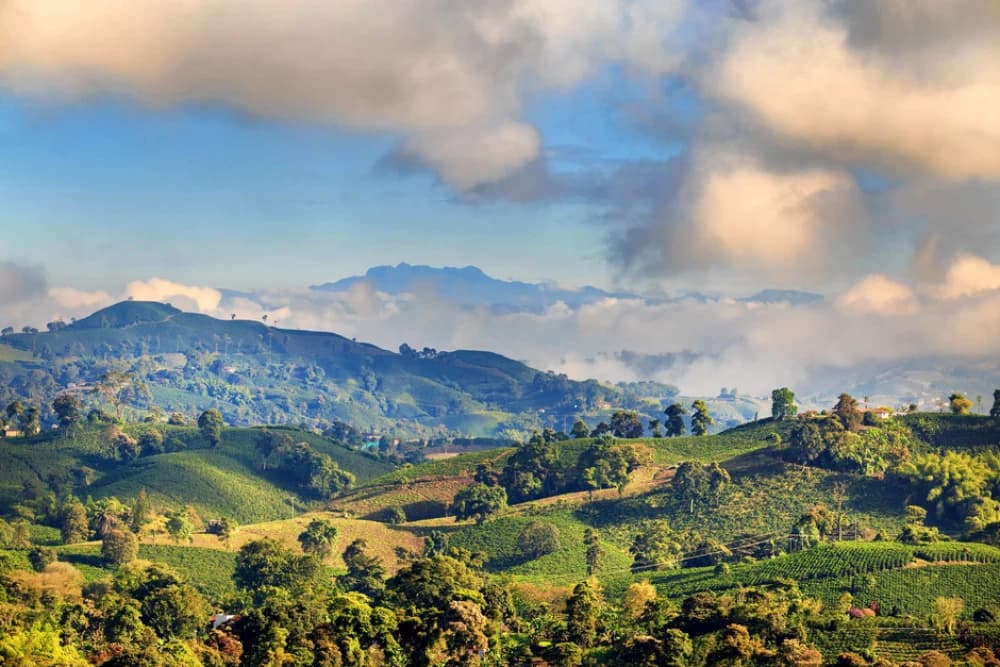 ¿Cómo está creciendo el Eje Cafetero?
